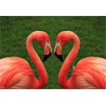 Ein Herz für Flamingos